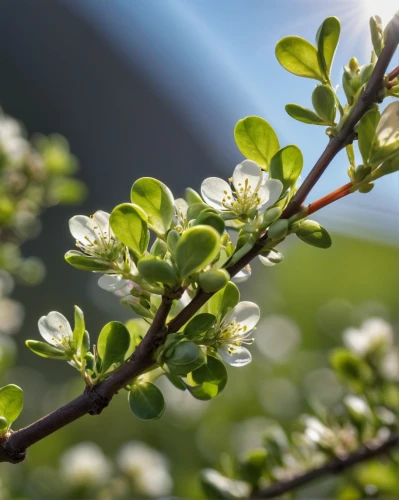 apple blossom branch,apple tree flowers,apple tree blossom,pear blossom,blossoming apple tree,apple blossoms,currant blossom,green leaf manzanita blossoms,apricot flowers,plum blossom,flowering shrub,flowering branches,apple flowers,plum blossoms,white flower cherry,flowering shrubs,japanese flowering crabapple,tree blossoms,chinese hawthorn,apricot blossom,Photography,General,Natural