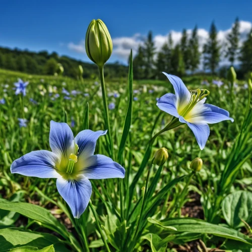 gentiana,dayflower family,mountain bluets,day lily plants,dayflower,alpine flowers,tasmanian flax-lily,wild tulips,siberian squill,easter lilies,avalanche lily,lilies of the valley,alpine meadows,gentian family,gentians,blue flowers,camas,alpine flower,chicory,alpine meadow,Photography,General,Realistic