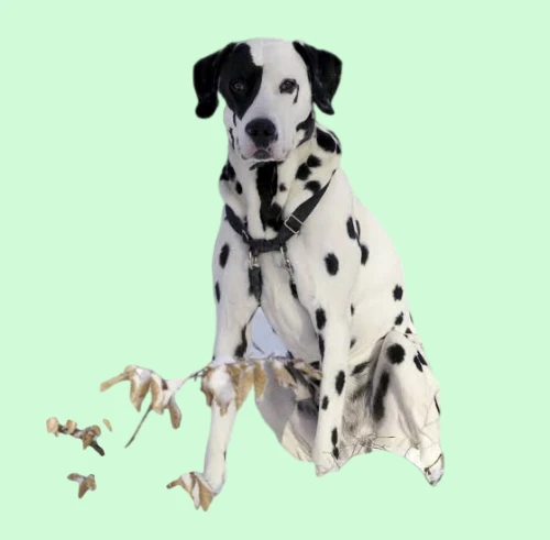 dalmatian,piebald,english setter,dog illustration,louisiana catahoula leopard dog,portuguese pointer,dog drawing,rat terrier,spots,russell terrier,pet portrait,treeing walker coonhound,german shorthaired pointer,parson russell terrier,polka dot paper,geometric ai file,jack russel,watercolor dog,spaniel,scent hound