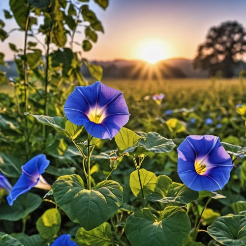 morning glories,purple morning glory flower,balloon flower,flower in sunset,dayflower family,dayflower,flowers field,perennial flax,field flowers,pink morning glory flower,flower field,himilayan blue poppy,blue bonnet,blue flax,anemone coronaria,morning glory,petunias,linum bienne,hedge bindweed,flowers of the field,Photography,General,Realistic