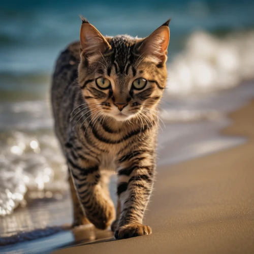 toyger,aegean cat,american wirehair,american bobtail,american shorthair,european shorthair,cat greece,egyptian mau,tabby cat,domestic short-haired cat,tabby kitten,breed cat,wild cat,ocicat,feral cat,street cat,cat european,cat image,walk on the beach,polydactyl cat,Photography,General,Cinematic