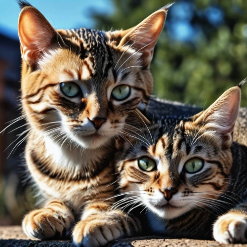 toyger,two cats,american wirehair,felines,american shorthair,cat family,cats on brick wall,pet vitamins & supplements,kittens,breed cat,abyssinian,calico cat,bengal cat,stray cats,american bobtail,cat image,cute animals,cat lovers,baby cats,cute cat,Photography,General,Realistic