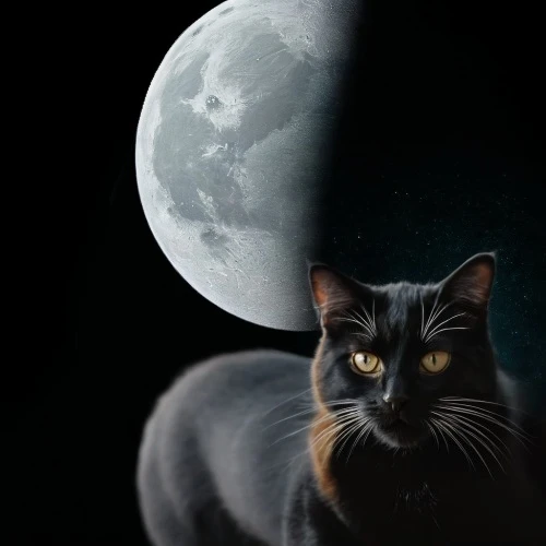 halloween black cat,halloween cat,black cat,cat vector,luna,full moon,lunar,moonlit night,moonbeam,moonlit,queen of the night,big moon,callisto,cat image,lunar phase,cat portrait,gray cat,full moon day,moon night,capricorn kitz
