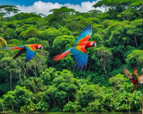 macaws of south america,colorful birds,macaws,tropical birds,macaws blue gold,rare parrots,rainbow lorikeets,parrots,couple macaw,birds on a branch,birds in flight,costa rica,quetzal,passerine parrots,guacamaya,blue macaws,group of birds,pteroglossus aracari,tropical animals,tucano-toco,Photography,General,Realistic