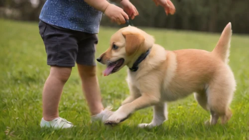 boy and dog,pet vitamins & supplements,dog training,retriever,walk with the children,livestock guardian dog,walking dogs,dog playing,golden retriver,golden retriever,kid dog,pet,small münsterländer,playing dogs,anatolian shepherd dog,dog running,nova scotia duck tolling retriever,labrador retriever,piasecki hup retriever,schweizer laufhund,Photography,General,Natural