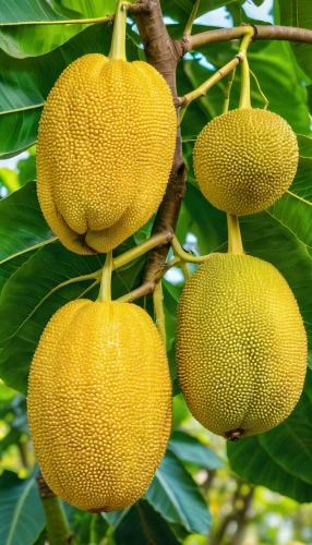 asian green oranges,yellow fruit,limonana,artocarpus odoratissimus,lemon tree,aegle marmelos,kaki fruit,breadfruit,tangerine fruits,kiwi lemons,jackfruit,citrullus,citrus sinensis,annona,cocos nucifera,artocarpus,lemon background,grapefruits,lemon pattern,lemon wallpaper,Photography,General,Realistic