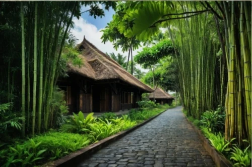 bamboo forest,hawaii bamboo,ubud,bamboo plants,asian architecture,bamboo,vietnam,rice terrace,home landscape,landscape background,tropical house,ricefield,rice paddies,rice fields,thai temple,viet nam,the rice field,traditional village,wooden path,buddhist temple