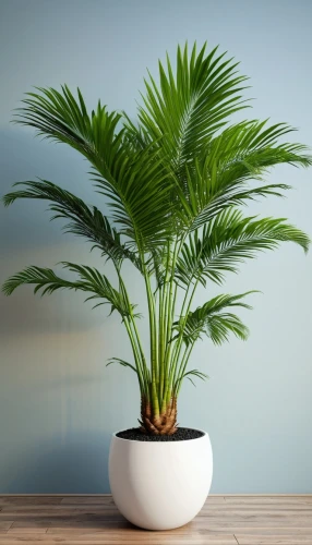 potted palm,fan palm,norfolk island pine,indoor plant,wine palm,houseplant,cycad,easter palm,fishtail palm,desert palm,citronella,potted plant,pot plant,sabal palmetto,money plant,palm tree vector,fouquieria splendens,fern plant,pineapple plant,dark green plant,Photography,General,Realistic