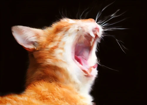 yawning,yawns,turkish van,to roar,roar,yawn,red tabby,ginger cat,firestar,cat vector,oriental shorthair,roaring,funny cat,feral cat,screamer,cat image,backing vocalist,screaming bird,ginger kitten,cat