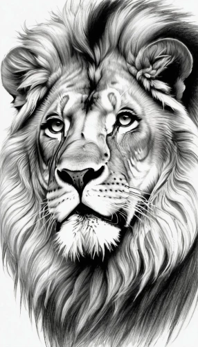 lion,lion white,skeezy lion,male lion,lion number,lion head,panthera leo,female lion,white lion,lion father,masai lion,two lion,african lion,coloring page,zodiac sign leo,forest king lion,lions,stone lion,lion - feline,animal line art,Illustration,Black and White,Black and White 30