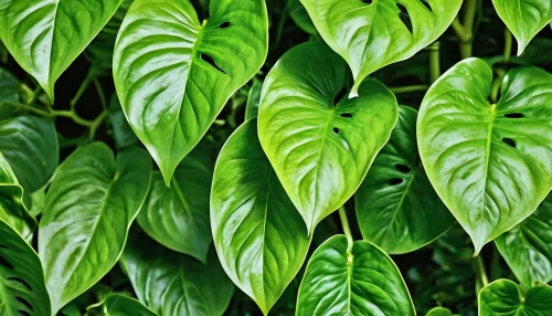 tropical leaf pattern,green foliage,mandarin leaves,leaves,green leaves,foliage leaves,foliage,oleaceae,bicolor leaves,foliage leaf,green wallpaper,jungle drum leaves,jungle leaf,tropical leaf,thick-leaf plant,leaf pattern,smooth solomon's seal,urticaceae,green plants,gum leaves,Photography,General,Realistic