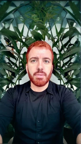 png transparent,leafy,green screen,fractalius,chair png,pot mariogld,forest man,3d albhabet,fat plants,png,transparent image,herbsr,rank plant,digiart,weed,marijuiana,the plant,green background,flowers png,woody plant