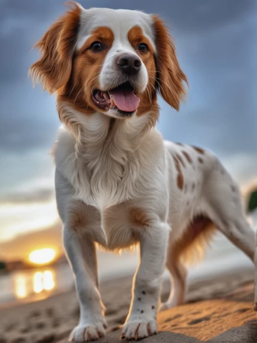 welsh springer spaniel,cavalier king charles spaniel,tibetan spaniel,kooikerhondje,german spaniel,king charles spaniel,cheerful dog,french spaniel,dog photography,english springer spaniel,pet vitamins & supplements,spaniel,dog-photography,clumber spaniel,american cocker spaniel,russian spaniel,cocker spaniel,australian shepherd,picardy spaniel,miniature australian shepherd,Photography,General,Realistic