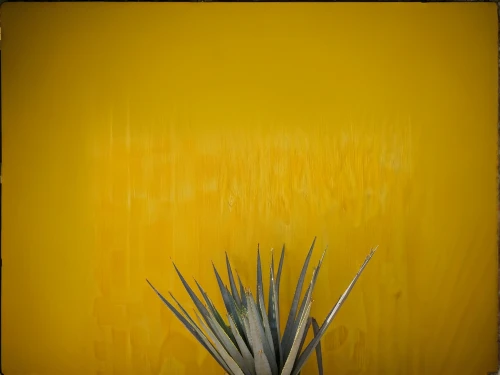 yellow grass,agave,lemongrass,kniphofia,flower painting,yellow background,yellow nutsedge,agave azul,matruschka,daffodils,jonquils,dandelion background,elymus repens,hordeum,brook avens,spikelets,sunflowers in vase,sweet grass,wheat grasses,amarillo