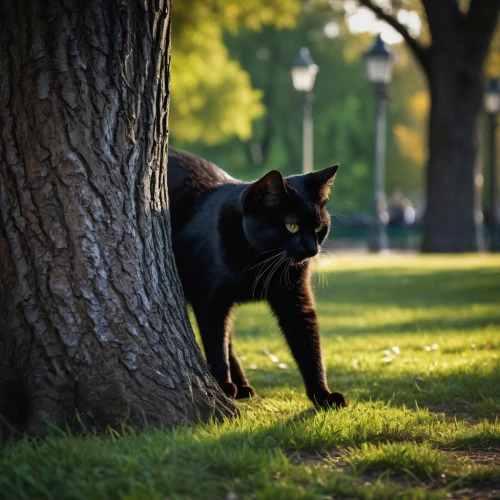 feral cat,cat image,american shorthair,domestic short-haired cat,cat european,pounce,european shorthair,street cat,cat resting,black cat,stray cat,domestic cat,breed cat,animal photography,felidae,jiji the cat,british shorthair,wild cat,canis panther,siamese cat,Photography,General,Fantasy