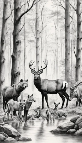deer illustration,deer drawing,forest animals,hunting scene,woodland animals,christmas buffalo raccoon and deer,pere davids deer,deers,winter deer,stag,animals hunting,european deer,deer,buffalo plaid antlers,fallow deer group,whitetail,bucks,fallow deer,buffalo plaid deer,red deer,Illustration,Black and White,Black and White 30