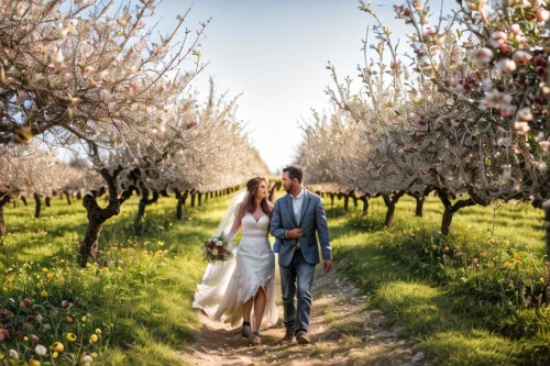 orchards,almond trees,almond blossoms,blossoming apple tree,apple trees,apple orchard,apple blossoms,almond tree,apple plantation,fruit trees,olive grove,almond blossom,orchard,cherry trees,apple tree blossom,southern wine route,pear blossom,vineyard peach,orchard meadow,apricot blossom