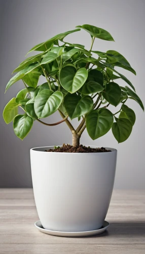 money plant,androsace rattling pot,indoor plant,potted plant,ficus,houseplant,pot plant,china pot,thick-leaf plant,container plant,bonsai tree,siberian ginseng,growing mandarin tree,ikebana,terminalia catappa,climbing plant,lantern plant,monstera deliciosa,areca nut,potted tree,Photography,General,Realistic
