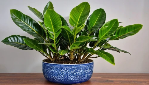 money plant,androsace rattling pot,indoor plant,houseplant,plant pot,potted plant,tropical leaf pattern,garden pot,bay laurel,dark green plant,pot plant,murraya exotica,container plant,green foliage,mixed cup plant,green plant,stemless gentian,euphorbia splendens,sansevieria,thick-leaf plant,Photography,General,Realistic