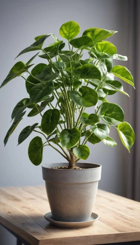 indoor plant,money plant,houseplant,thick-leaf plant,dark green plant,lantern plant,potted plant,green plant,ikebana,container plant,pot plant,growing mandarin tree,androsace rattling pot,creeping plant,thai basil,hanging plant,citrus plant,tea plant,pepper plant,climbing plant,Photography,General,Realistic