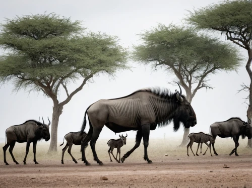 dromedaries,wildebeest,gemsbok,camels,etosha,ostriches,two-humped camel,arabian camel,zebra crossing,camelid,dromedary,shadow camel,camel train,horse herd,animal silhouettes,camel caravan,common eland,bactrian camel,animal migration,hartebeest,Photography,Documentary Photography,Documentary Photography 04