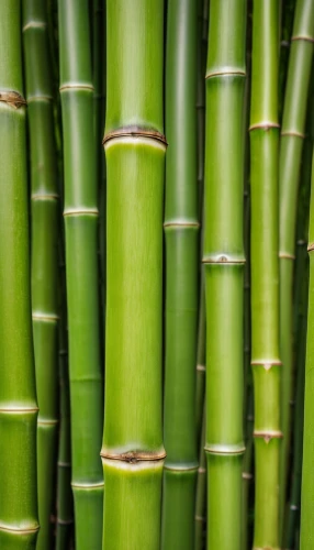 hawaii bamboo,bamboo plants,bamboo,sugarcane,bamboo curtain,bamboo forest,sugar cane,bamboo frame,palm leaf,citronella,lemongrass,bamboo flute,lucky bamboo,green wallpaper,cattail,patrol,bulrush,palm fronds,horsetail,stalks,Photography,General,Realistic