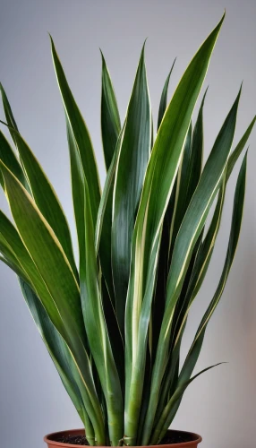 sansevieria,agave azul,dark green plant,billbergia pyramidalis,yucca palm,pineapple plant,potted palm,indoor plant,aloe vera,houseplant,aloe,agave,billbergia nutans,tropical leaf pattern,bromelia,green plant,yucca,potted plant,pontederia,green foliage,Photography,General,Realistic