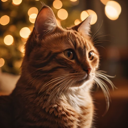 christmas cat,christmas photo,christmas animals,red whiskered bulbull,christmas pictures,red tabby,american wirehair,christmas picture,cat image,bokeh,cat portrait,ginger cat,christmas messenger,background bokeh,american bobtail,whiskered,american curl,whiskers,maincoon,cute cat,Photography,General,Cinematic