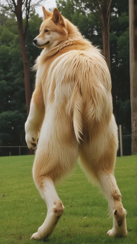 running dog,rough collie,dog running,giant dog breed,big dog,unit,gundogmus,schutzhund,disc dog,borzoi,run,jagdterrier,english bull doge,welschcorgi,purebred dog,large münsterländer,chinese imperial dog,hop,kooikerhondje,twirl,Photography,General,Realistic