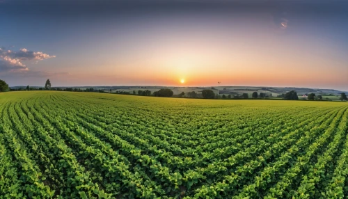 grain field panorama,field of cereals,agroculture,wheat crops,soybeans,agricultural engineering,soybean oil,aggriculture,field of rapeseeds,agriculture,agricultural,cultivated field,cropland,corn field,stock farming,vegetables landscape,farm landscape,farm background,vegetable field,grain field,Photography,General,Realistic