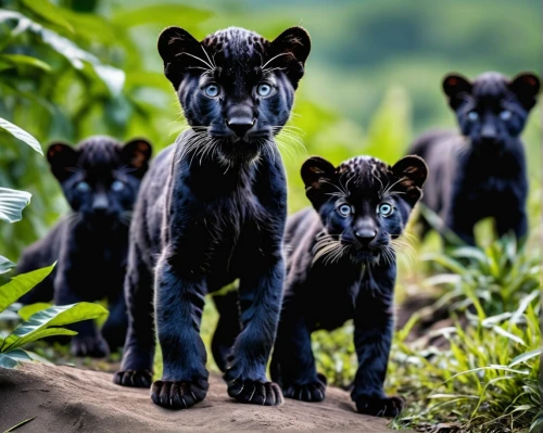 lionesses,lion children,little blacks,canis panther,cheetah and cubs,cub,black bears,king of the jungle,big cats,bear cubs,panther,male lions,wildlife,lions,head of panther,panthera leo,wild animals,rwanda,wild life,jaguar,Photography,General,Realistic