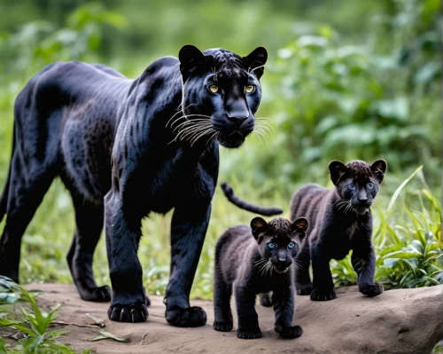 canis panther,big cats,panther,horse with cub,cat family,head of panther,pet black,little blacks,wild cat,wildlife,black cat,great puma,family outing,baby with mom,mother and baby,wild animals,black bears,belize zoo,mother and children,mother and infant,Photography,General,Realistic