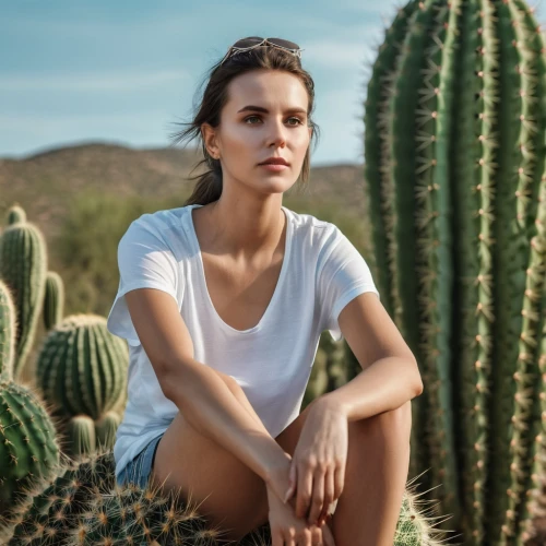 cacti,cactus,sonoran,arizona,tucson,agave nectar,agave azul,nopal,paloma,saguaro,san pedro cactus,sonoran desert,mexican,agave,hedgehog cactus,desert flower,mexico,desert plants,organ pipe cactus,desert background,Photography,General,Realistic