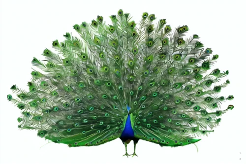 peacock,male peacock,peacock feathers,peafowl,fairy peacock,peacocks carnation,blue peacock,peacock feather,peacock eye,an ornamental bird,prince of wales feathers,peacock butterfly,green bird,feathers bird,blue parakeet,bird flower,beak feathers,parakeet,ornamental bird,bird png