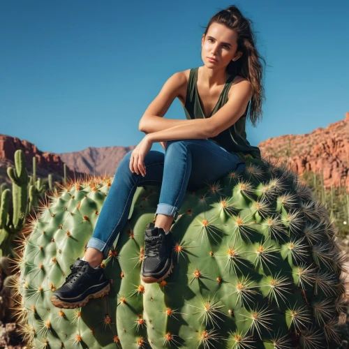 cacti,agave azul,agave,cactus,pineapple farm,barrel cactus,agave nectar,pineapple top,pineapple background,desert background,pineapple field,arizona,saguaro,aloe,nopal,desert plant,pineapple fields,cactus digital background,prickly pear,prickly,Photography,General,Realistic