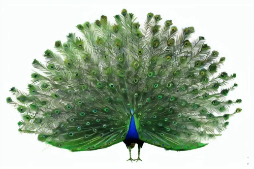 peacock,peafowl,male peacock,peacock feathers,fairy peacock,peacocks carnation,blue peacock,peacock feather,prince of wales feathers,green bird,nicobar pigeon,peacock eye,parakeet,feathers bird,scheepmaker crowned pigeon,an ornamental bird,pheasant,scheepmaker's crowned pigeon,blue parakeet,beak feathers