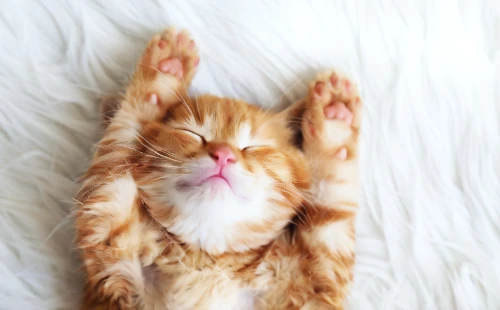 ginger kitten,jelly beans,polydactyl cat,sleeping cat,beautiful cat asleep,cute cat,cat resting,ginger cat,tabby kitten,yoga pose,paw,relaxing massage,hanging cat,hands up,cat's paw,pet vitamins & supplements,cat image,funny cat,red tabby,stretch