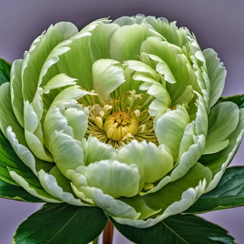 dahlia white-green,chinese peony,celestial chrysanthemum,common peony,siberian chrysanthemum,chrysanthemum,the white chrysanthemum,green chrysanthemums,white chrysanthemum,helleborus,dahlias bud,filled dahlia,hellebore,peony,protea,nelumbo,chrysanthemum grandiflorum,korean chrysanthemum,chrysanthemum coronarium,globe flower,Photography,General,Realistic