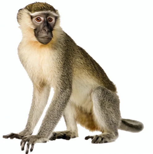 cercopithecus neglectus,barbary monkey,long tailed macaque,de brazza's monkey,white-fronted capuchin,macaque,squirrel monkey,rhesus macaque,guenon,gibbon 5,gibbon,tamarin,langur,crab-eating macaque,barbary macaque,ring-tailed,barbary ape,tufted capuchin,uakari,white-headed capuchin
