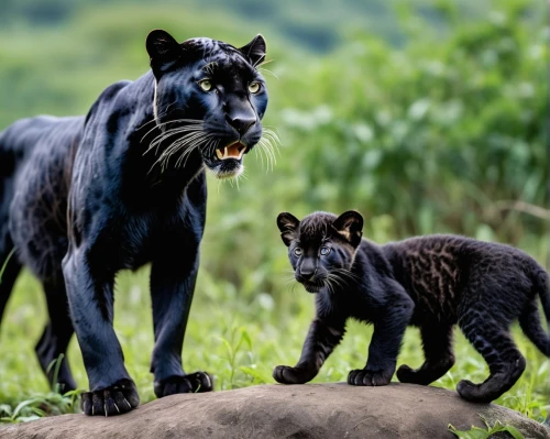 horse with cub,lion with cub,big cats,canis panther,cub,baby with mom,panthera leo,panther,wildlife,wild animals,black bears,mother and baby,lions couple,king of the jungle,roaring,mother and infant,wild life,predation,monkey with cub,animal world,Photography,General,Realistic