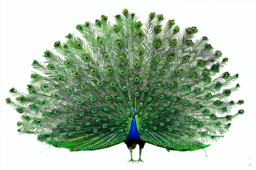 peacock,peafowl,peacock feathers,male peacock,fairy peacock,blue peacock,peacocks carnation,peacock feather,prince of wales feathers,green bird,an ornamental bird,ornamental bird,plumage,peacock eye,color feathers,parrot feathers,feathers bird,beak feathers,peacock butterfly,parakeet