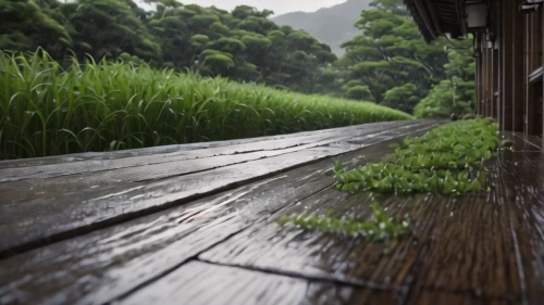wooden track,wooden path,wooden decking,wooden planks,wooden fence,wood fence,wooden bridge,wooden roof,grass roof,bamboo forest,wood texture,ricefield,wood background,wood deck,rice field,aaa,walkway,bamboo plants,wooden floor,pathway,Photography,General,Natural