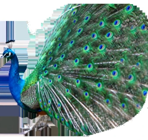 optical fiber cable,networking cables,optical fiber,glass fiber,data transfer cable,cable layer,fiber optic,fiber optic light,coaxial cable,computer networking,ethernet cable,telecommunications engineering,computer network,bird protection net,aerospace manufacturer,serial cable,artificial hair integrations,electric cable,internet network,noise and vibration engineer