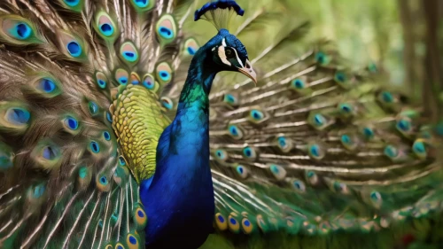 male peacock,peacock,peacock feathers,peafowl,blue peacock,fairy peacock,plumage,peacock feather,color feathers,peacock eye,cassowary,beak feathers,colorful birds,ornamental bird,exotic bird,an ornamental bird,parrot feathers,blue parrot,beautiful bird,prince of wales feathers,Photography,General,Cinematic