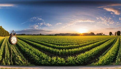 grain field panorama,field of cereals,wheat crops,corn field,agroculture,aggriculture,agricultural engineering,cornfield,cultivated field,cropland,agriculture,farm background,vegetables landscape,agricultural,grain field,bed in the cornfield,chair in field,stock farming,farm landscape,landscape background,Photography,General,Realistic