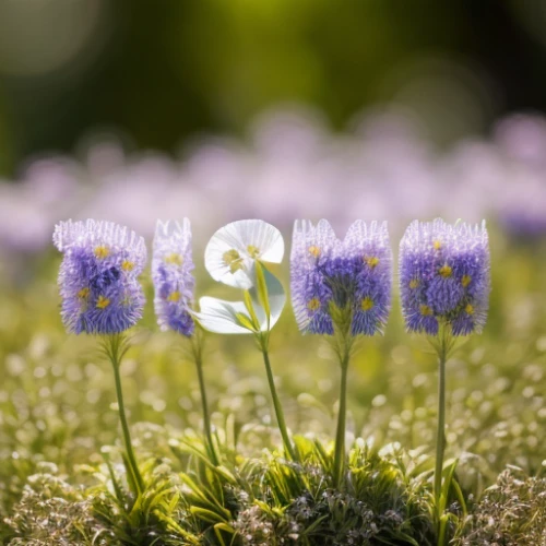 sweet scabious,scabious,perennial cornflowers,cyanus cornflower,cornflowers,cornflower,chive flowers,blue eyed grass,chive flower,flower background,senetti,crocuss,blue daisies,muscari,pasque-flower,flowers png,perennial asters,alyssum,crocuses,asters,Realistic,Flower,Baby's Breath