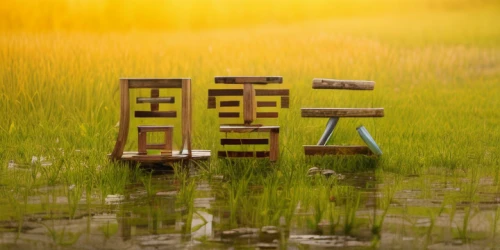 chair in field,rice field,the rice field,ricefield,paddy field,rice fields,wetland,hunting seat,lalu wetland,wetlands,bench chair,wooden bench,tidal marsh,wishing well,rice paddies,chairs,old chair,chair and umbrella,outdoor bench,bench,Realistic,Flower,Balsam