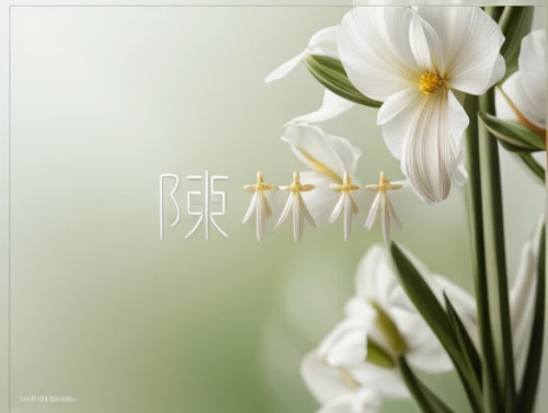 tuberose,easter lilies,white lily,tulip white,lilium candidum,trollius download,tulip background,flowers png,cluster-lilies,garden star of bethlehem,lilies,star-of-bethlehem,hymenocallis,floral digital background,day lily,white floral background,peruvian lily,white trumpet lily,siberian fawn lily,flower background,Realistic,Flower,Tuberose
