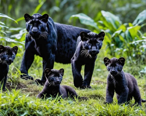 black bears,canis panther,little blacks,family outing,big cats,bear cubs,cheetah and cubs,lion children,cat family,gentian family,wildlife,belize zoo,wild animals,cub,lionesses,harmonious family,panther,nightshade family,mother and children,families,Photography,General,Realistic