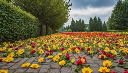 tulip festival,tulip field,tulip fields,tulips field,turkestan tulip,yellow tulips,tulips,orange tulips,flower garden,field of flowers,red tulips,tulip flowers,flower border,blanket of flowers,two tulips,flower carpet,flower clock,yellow orange tulip,siam tulip,splendor of flowers,Photography,General,Realistic